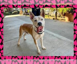 American Pit Bull Terrier Dogs for adoption in Ojai, CA, USA