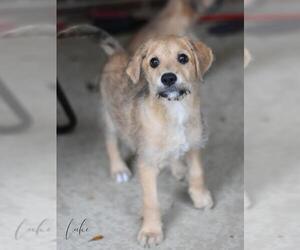 Mutt Dogs for adoption in Brewster, NY, USA