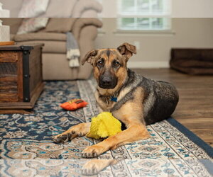 German Shepherd Dog Dogs for adoption in Landenberg, PA, USA