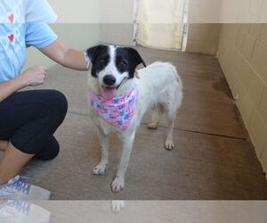 Border Collie-Unknown Mix Dogs for adoption in McKinney, TX, USA