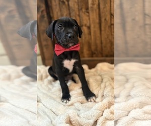 Great Dane-Unknown Mix Dogs for adoption in MIDWAY, UT, USA