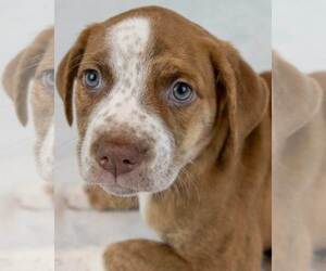 Bulldog-Unknown Mix Dogs for adoption in Kennesaw, GA, USA