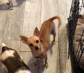 Chihuahua Dogs for adoption in Tenafly, NJ, USA