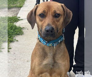 Coonhound-Unknown Mix Dogs for adoption in Washington, DC, USA