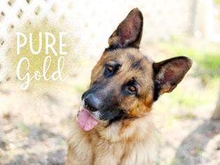 Medium Photo #1 German Shepherd Dog Puppy For Sale in Pacific Grove, CA, USA