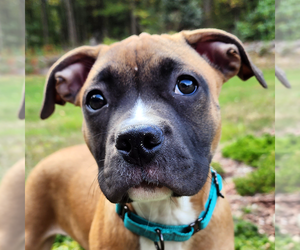 Boxer Dogs for adoption in Westminster, MA, USA