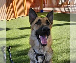 German Shepherd Dog-Unknown Mix Dogs for adoption in Las Vegas, NV, USA
