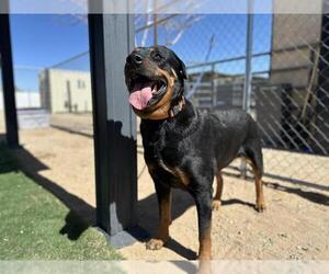 Rottweiler Dogs for adoption in HESPERIA, CA, USA