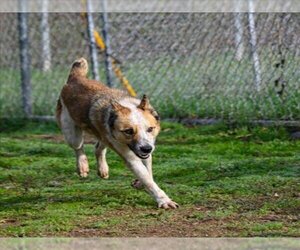Australian Cattle Dog Dogs for adoption in Sacramento, CA, USA