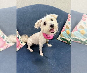 Mutt Dogs for adoption in San Leon, TX, USA