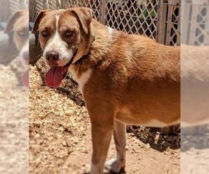 Labbe Dogs for adoption in Pena Blanca, NM, USA