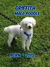 Medium Photo #1 Poodle (Miniature) Puppy For Sale in Huddleston, VA, USA