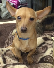 Chihuahua Dogs for adoption in KILGORE, TX, USA