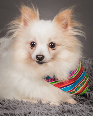 Pomeranian Dogs for adoption in Charlotte, NC, USA