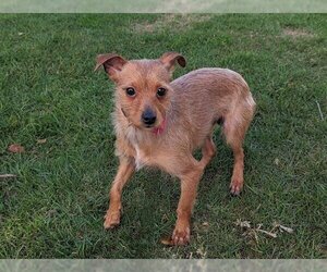 Chihuahua-Unknown Mix Dogs for adoption in San Clemente, CA, USA
