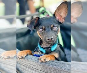 Chipin Dogs for adoption in Rancho Santa Margarita, CA, USA