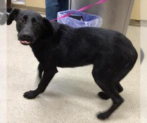Labrador Retriever Dogs for adoption in Riverside, CA, USA