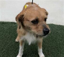 Border Terrier Dogs for adoption in Visalia, CA, USA