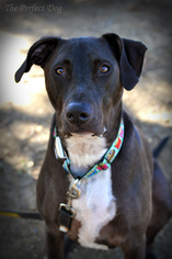 Great Dane-Labrador Retriever Mix Dogs for adoption in Milpitas, CA, USA