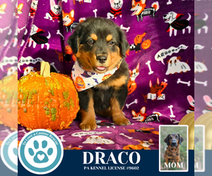 Golden Retriever-Unknown Mix Dogs for adoption in Kimberton, PA, USA