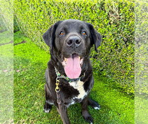 Labrador Retriever Dogs for adoption in San Diego, CA, USA