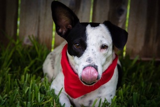 Small Dachshund Mix