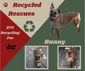 Chihuahua-Unknown Mix Dogs for adoption in Lindsay, CA, USA