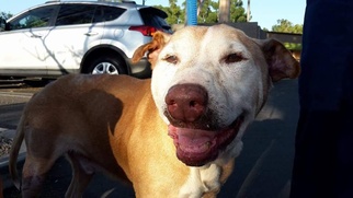 Chinese Shar-Pei-Labrador Retriever Mix Dogs for adoption in Newport Beach, CA, USA