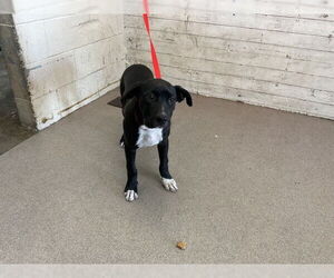 American Pit Bull Terrier-Unknown Mix Dogs for adoption in San Bernardino, CA, USA