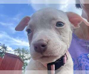 Staffordshire Bull Terrier-Unknown Mix Dogs for adoption in pomfret, CT, USA