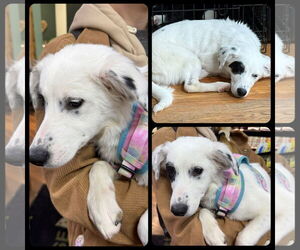 Border Collie-Unknown Mix Dogs for adoption in Walnutport, PA, USA