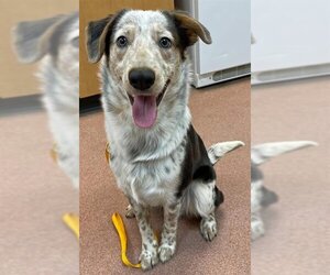 Mutt Dogs for adoption in Ogden, UT, USA