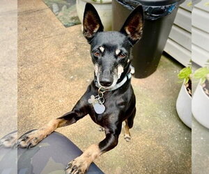 Rat Terrier-Unknown Mix Dogs for adoption in Atlanta, GA, USA