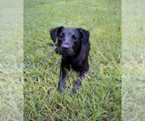 Labrador Retriever-Unknown Mix Dogs for adoption in Holly Springs, NC, USA