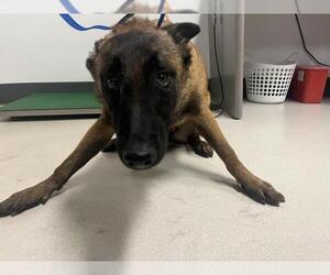 Mutt Dogs for adoption in Corona, CA, USA