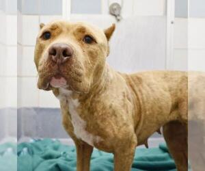 American Staffordshire Terrier-Unknown Mix Dogs for adoption in San Antonio, TX, USA