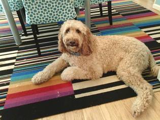 Poodle (Standard) Dogs for adoption in Trexlertown, PA, USA