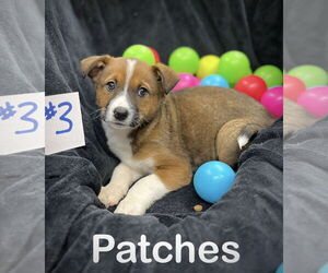 Mutt Dogs for adoption in Estherville, IA, USA