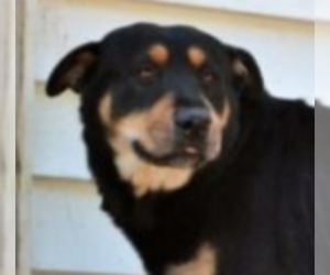 Rottweiler Dogs for adoption in Winston Salem, NC, USA