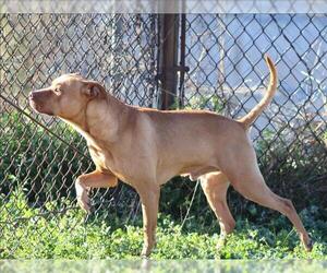 Black Mouth Cur-Unknown Mix Dogs for adoption in Grovetown, GA, USA