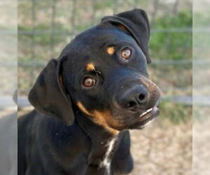 Medium Photo #2 Rottweiler-Unknown Mix Puppy For Sale in Canton, CT, USA