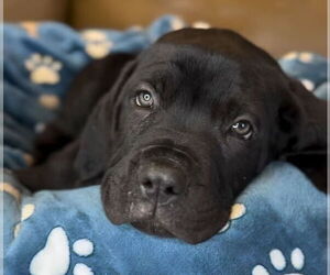 Mutt Dogs for adoption in Goodyear, AZ, USA