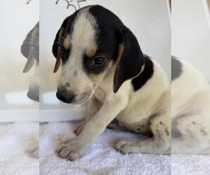 American Foxhound Dogs for adoption in Rustburg, VA, USA