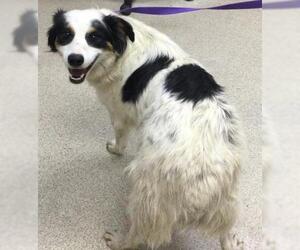 Mutt Dogs for adoption in Riverside, CA, USA