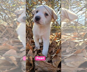 Great Pyrenees-Unknown Mix Dogs for adoption in Alexander, AR, USA