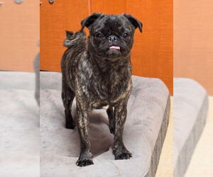 Pug Dogs for adoption in South Lake Tahoe, CA, USA