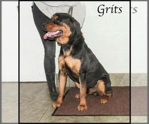 Rottweiler Dogs for adoption in Ada, OK, USA