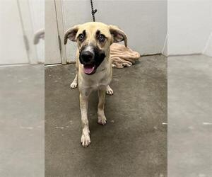 Shepradors Dogs for adoption in Rosenberg, TX, USA