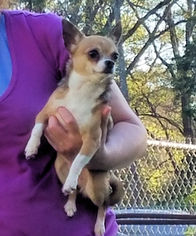 Chihuahua Dogs for adoption in Rock Hill, SC, USA