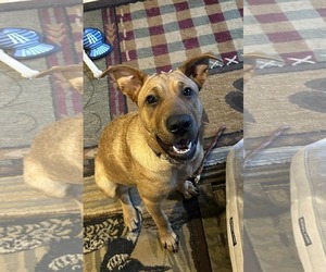 Chinese Shar-Pei-Labrador Retriever Mix Dogs for adoption in Duluth, MN, USA